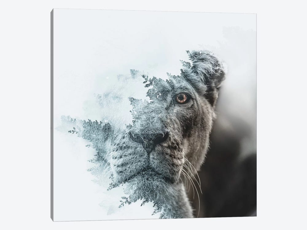 Lioness by Paul Haag 1-piece Canvas Wall Art