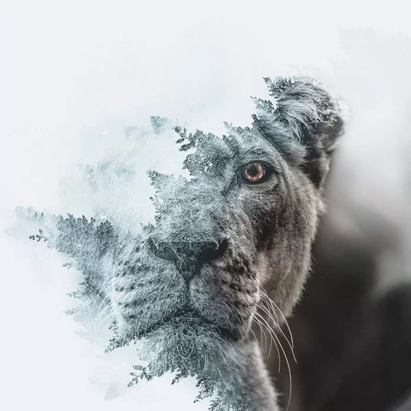 Paul Haag: Lioness by Paul Haag