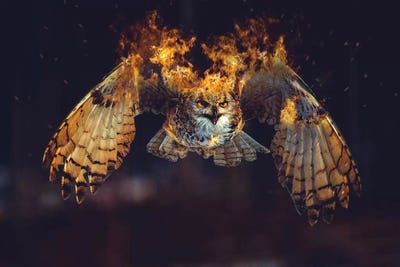 Owl On Fire by Paul Haag canvas print