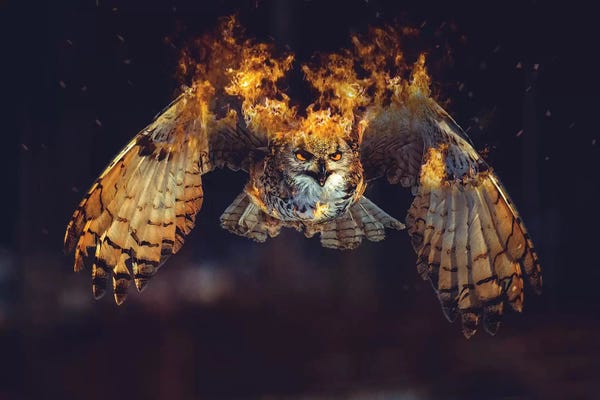 Paul Haag: Owl On Fire by Paul Haag