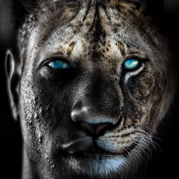 Lion Man