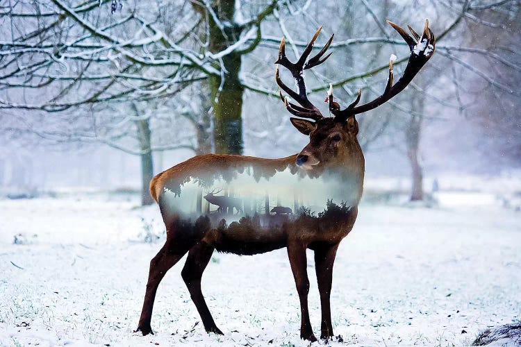 Winter Deer I