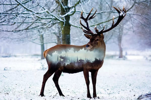 Paul Haag: Winter Deer I by Paul Haag