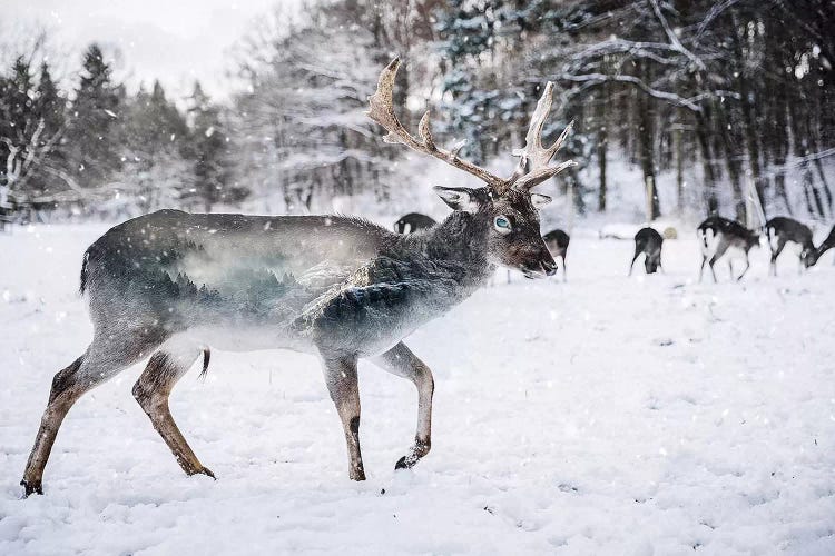 Winter Deer II by Paul Haag wall art