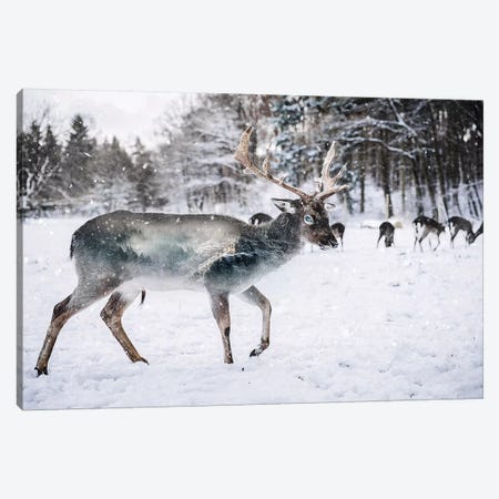 Winter Deer II Canvas Print #PAH49} by Paul Haag Canvas Wall Art