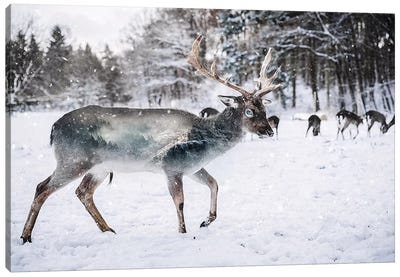 Winter Deer II Canvas Art Print - Paul Haag