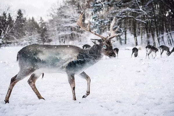Paul Haag: Winter Deer II by Paul Haag