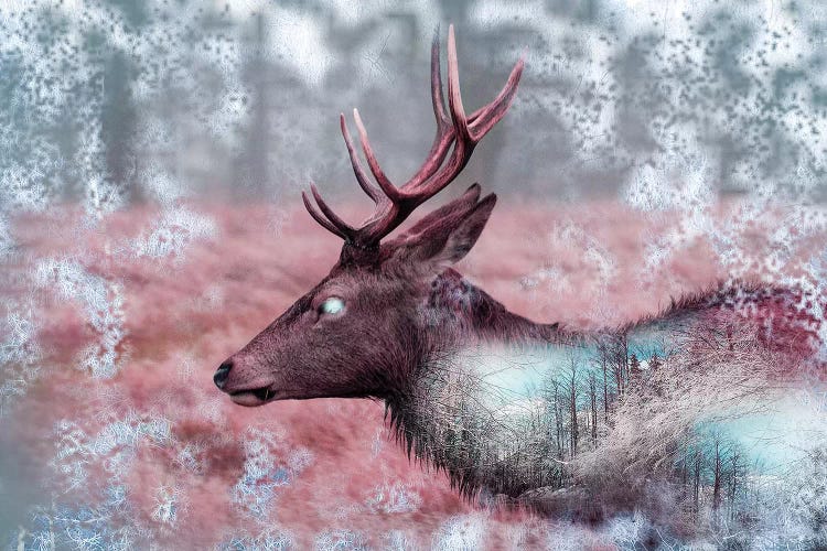 Winter Elk
