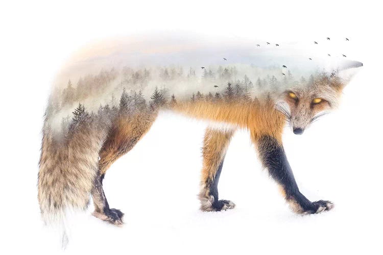 Nature Fox