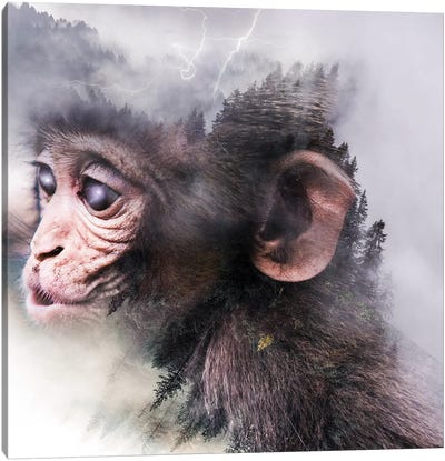 Monkey Canvas Art Print - Primate Art