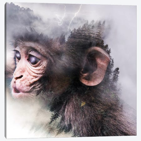 Monkey Canvas Print #PAH55} by Paul Haag Canvas Artwork