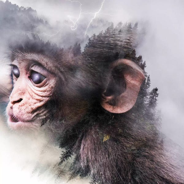 Paul Haag: Monkey by Paul Haag