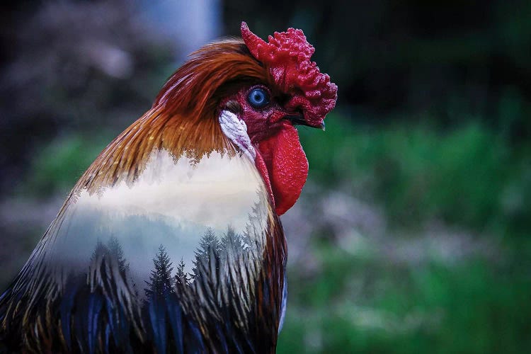 Rooster