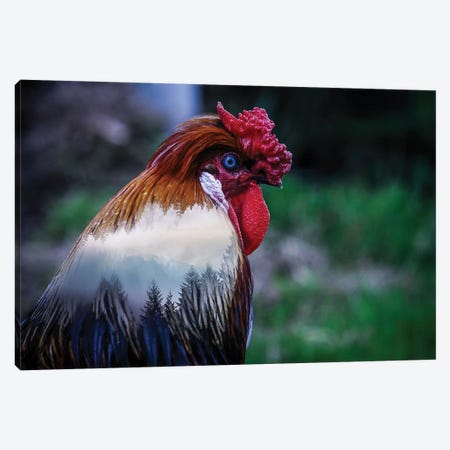 Rooster Canvas Print #PAH57} by Paul Haag Canvas Art
