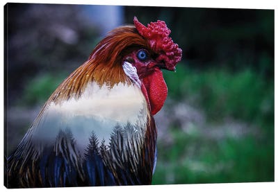 Rooster Canvas Art Print - Paul Haag
