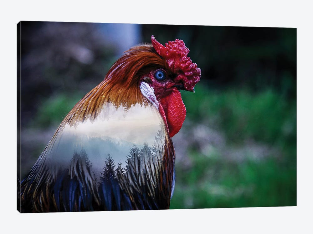 Rooster by Paul Haag 1-piece Canvas Art Print