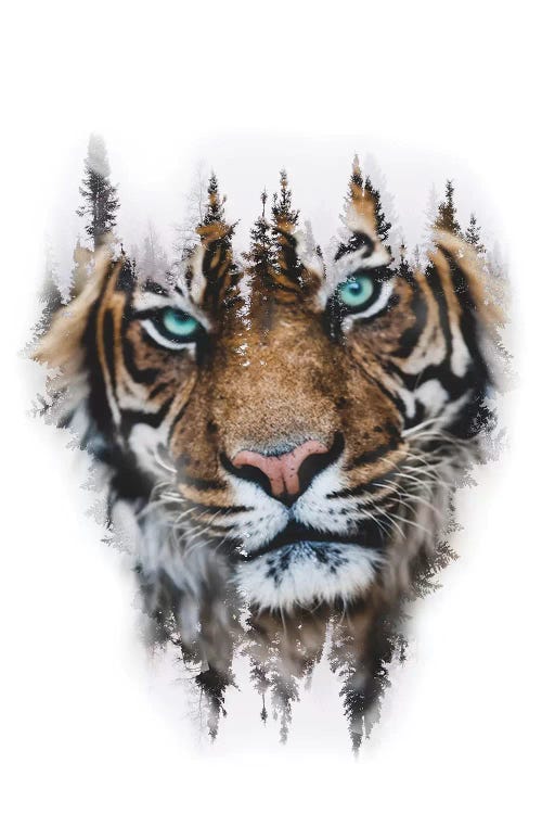 Whiteout Tiger by Paul Haag wall art