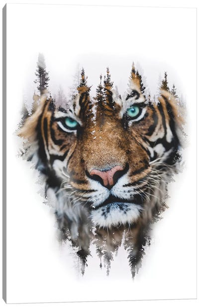 Whiteout Tiger Canvas Art Print - Paul Haag