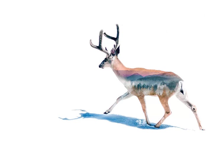Winter Deer