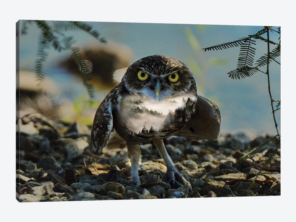 Wise Owl by Paul Haag 1-piece Canvas Print