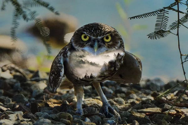 Paul Haag: Wise Owl by Paul Haag