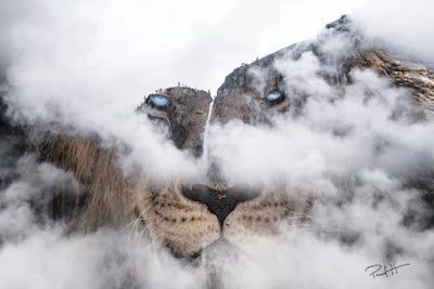 African Lion by Paul Haag art print