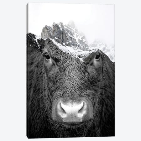Bull Canvas Print #PAH71} by Paul Haag Art Print