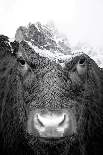 Paul Haag: Bull by Paul Haag