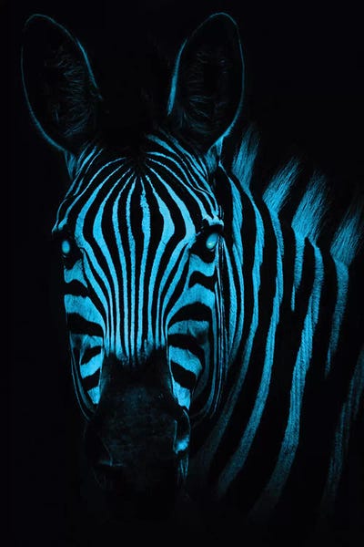 Cool Zebra by Paul Haag art print