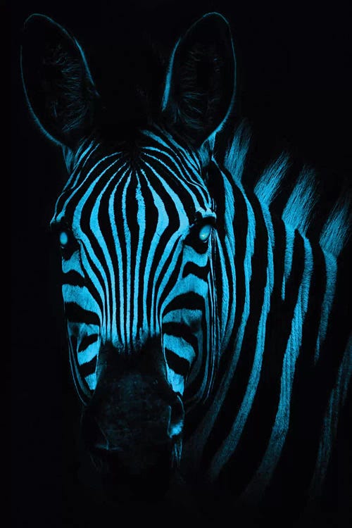 Cool Zebra by Paul Haag wall art