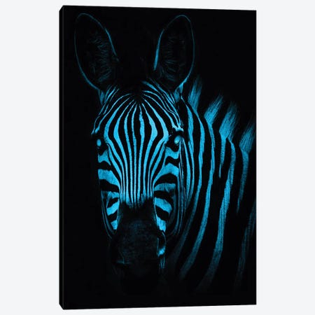 Cool Zebra Canvas Print #PAH73} by Paul Haag Art Print