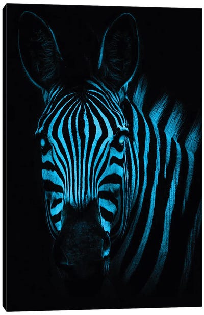 Cool Zebra Canvas Art Print