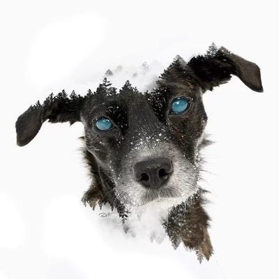 Dog by Paul Haag metal wall art