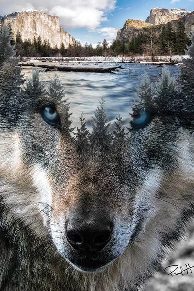 Through The Looking Glass: Wolf by Paul Haag