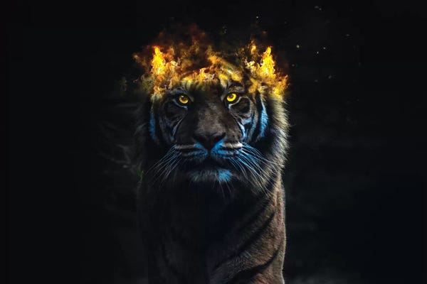 Paul Haag: Tiger King by Paul Haag