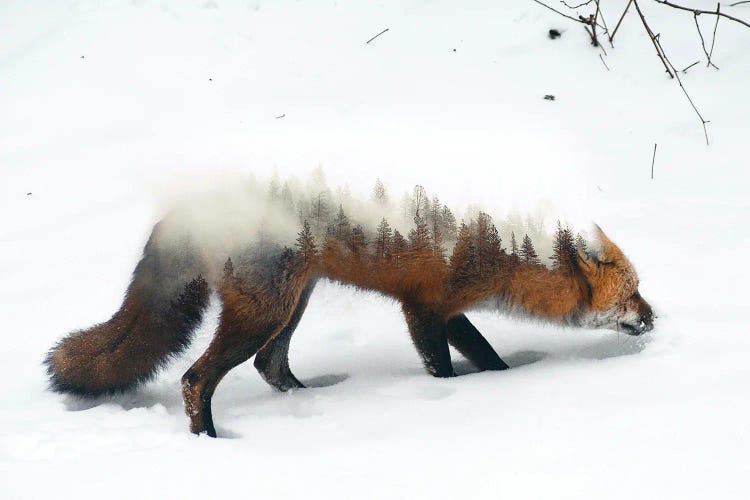 Winter Fox by Paul Haag wall art