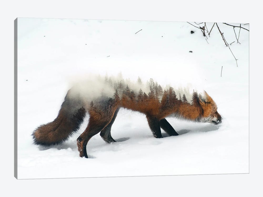 Winter Fox by Paul Haag 1-piece Canvas Print