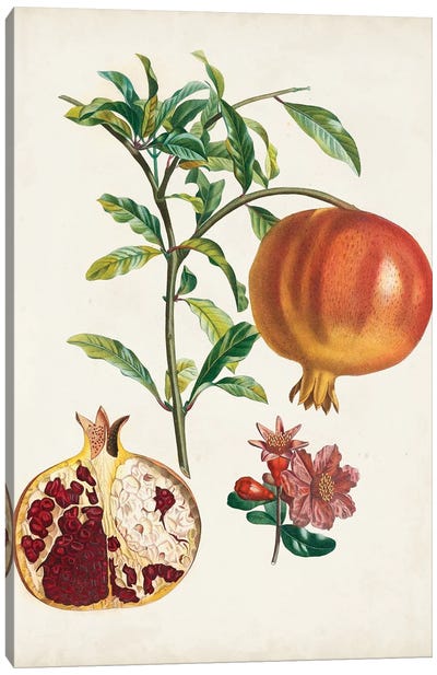 Grenadier a fruit doux Canvas Art Print
