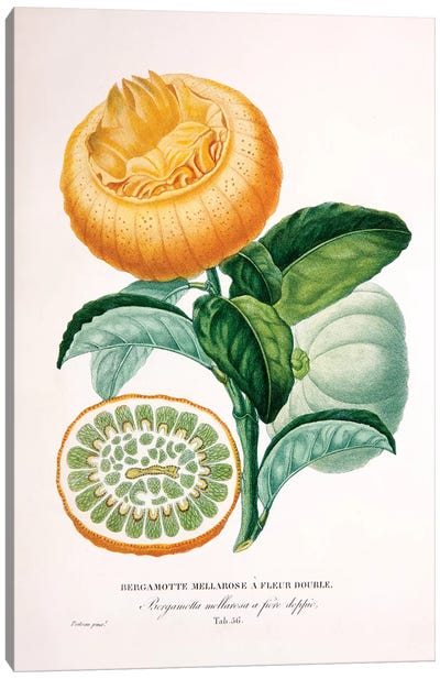 Bergamotte Mellarose A Fleur Double Canvas Art Print - New York Botanical Garden