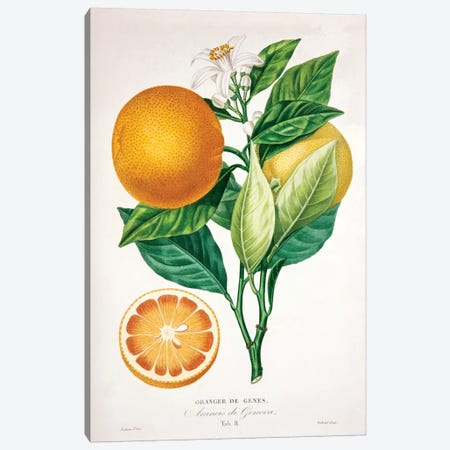Oranger de Genes Canvas Print #PAP3} by Pierre-Antoine Poiteau Canvas Art