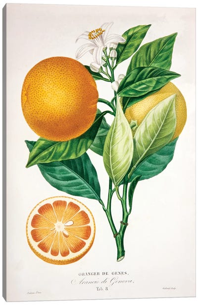 Oranger de Genes Canvas Art Print - Orange Art