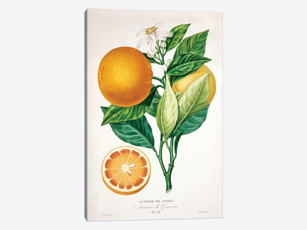 Oranger de Genes by Pierre-Antoine Poiteau 1-piece Art Print