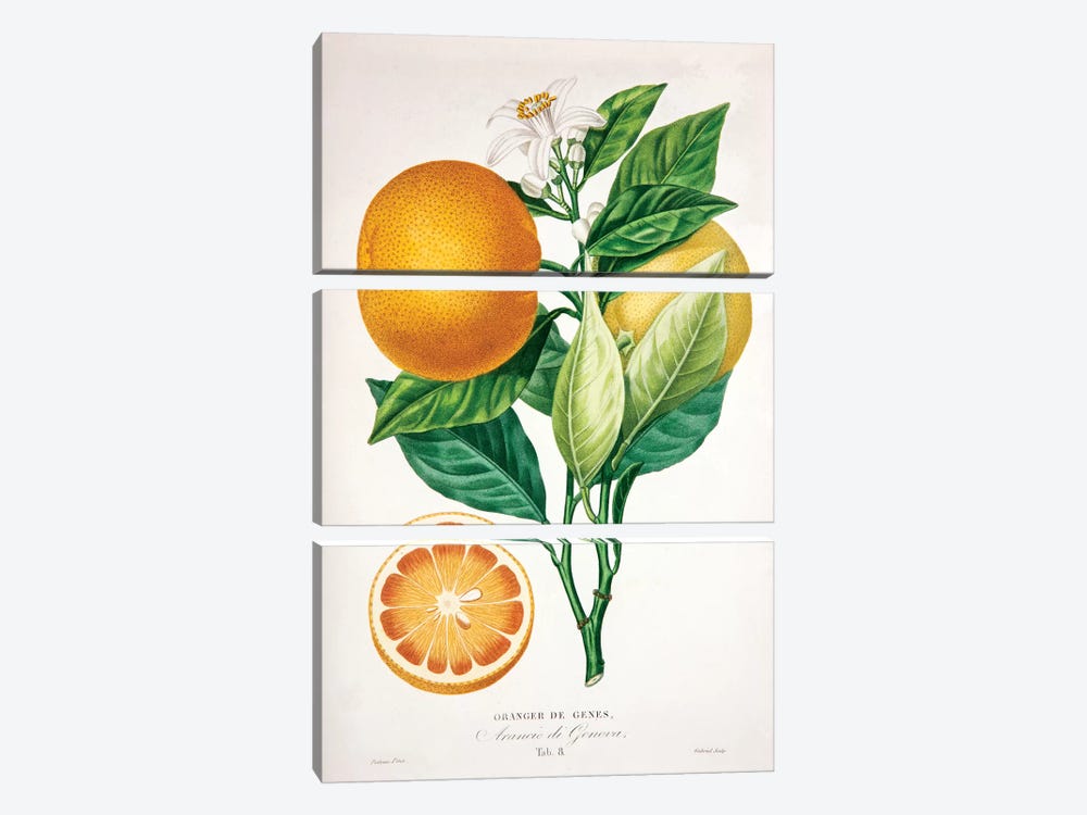 Oranger de Genes by Pierre-Antoine Poiteau 3-piece Canvas Print
