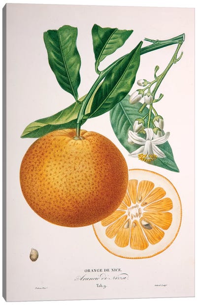Oranger de Nice Canvas Art Print
