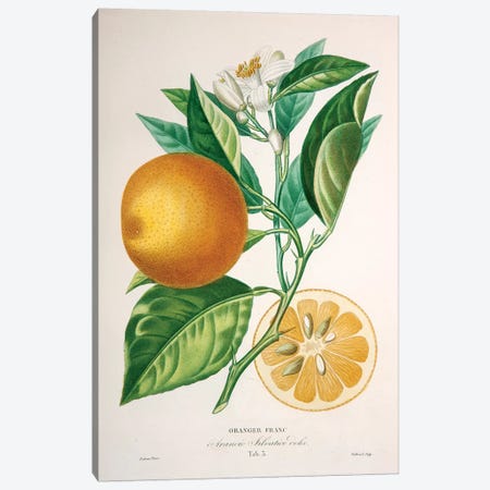 Oranger Franc Canvas Print #PAP5} by Pierre-Antoine Poiteau Canvas Art Print
