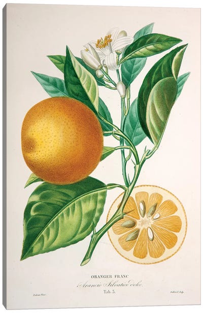 Oranger Franc Canvas Art Print - Orange Art