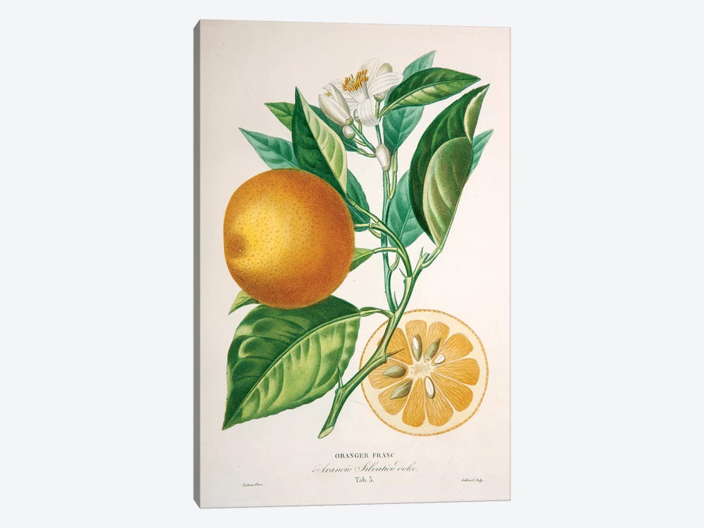Oranger Franc by Pierre-Antoine Poiteau 1-piece Canvas Print