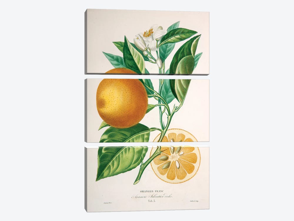 Oranger Franc by Pierre-Antoine Poiteau 3-piece Art Print