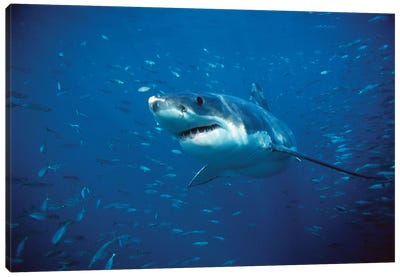 Great White Shark Swimming Through A School Of Fish, Neptune Islands, South Australia Canvas Art Print - Underwater Art