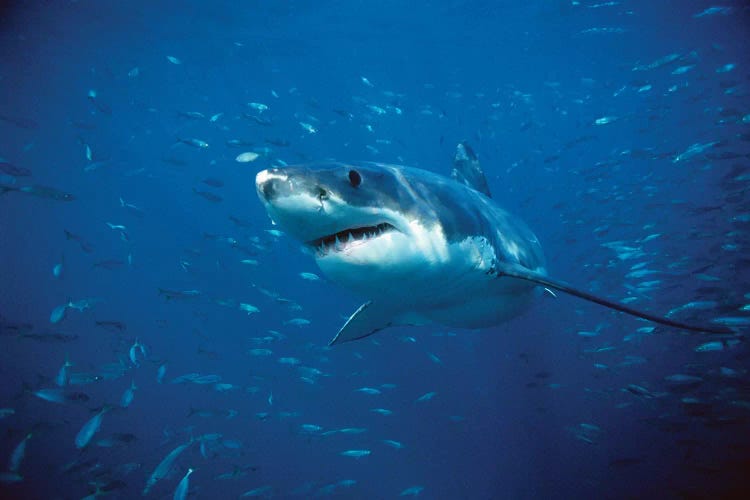 Great White Shark Swimming Through A School Of Fish, Neptune Islands, South Australia